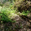 Plants: image 103 Of 208 Thumb